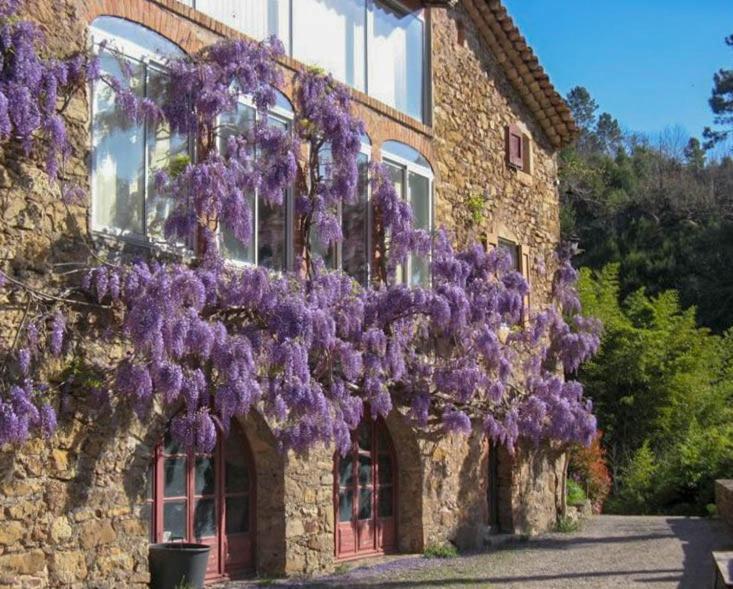 Chambre D'Hote Mas D'Alzon A St Jean Du Pin La Barriére Zewnętrze zdjęcie